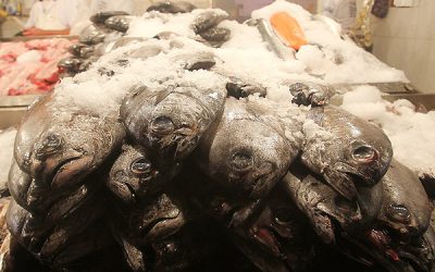 Emol: Científicos chilenos crean producto natural que extiende la vida útil de pescados frescos