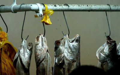 El informador Venezuela: Chilenos crean producto natural para extender vida útil de pescados frescos  