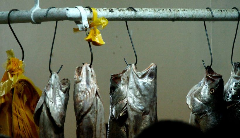 El informador Venezuela: Chilenos crean producto natural para extender vida útil de pescados frescos  