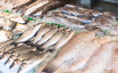 Soy Chile: Chilenos crean producto natural para extender vida útil de pescados frescos